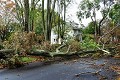 Rochester Tree Service Pros